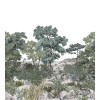 Isidore Leroy | Forêt de Bretagne