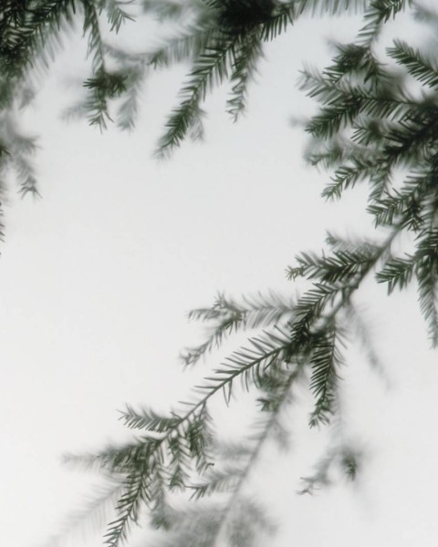 Koziel | Misty Forest | ARCH-BRUM05MP