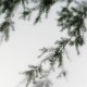 Koziel | Misty Forest | ARCH-BRUM05MP