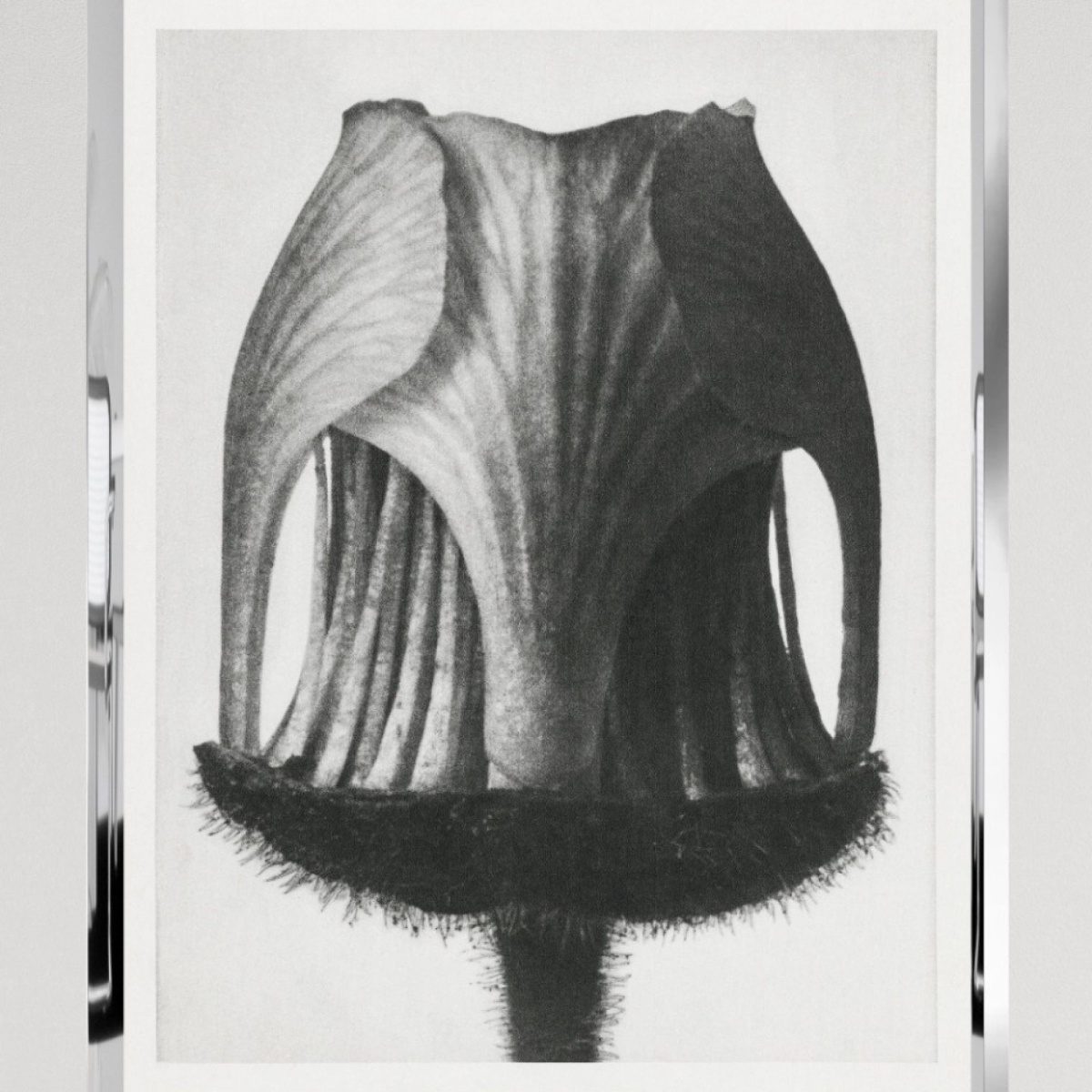 MINDTHEGAP | GEUM RIVALE by KARL BLOSSFELD Framed Art