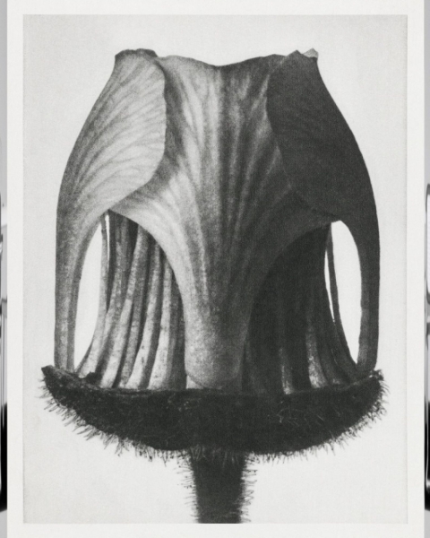 MINDTHEGAP | GEUM RIVALE by KARL BLOSSFELD Framed Art