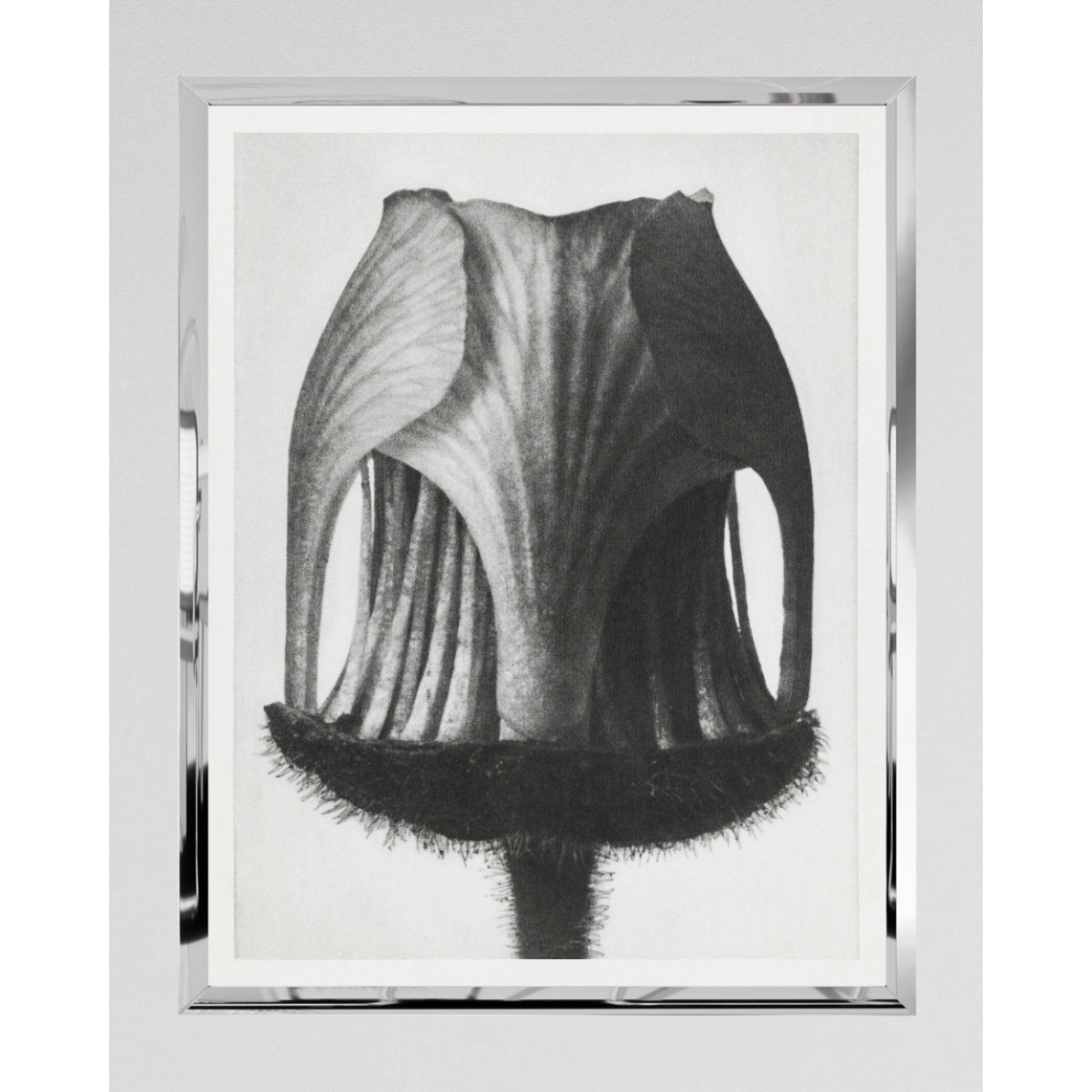 MINDTHEGAP | GEUM RIVALE by KARL BLOSSFELD Framed Art