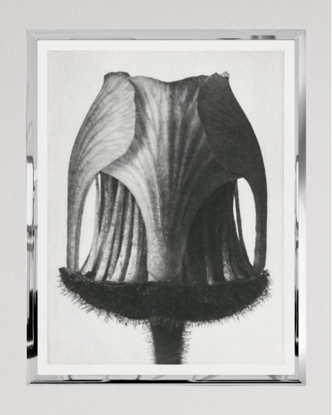 MINDTHEGAP | GEUM RIVALE by KARL BLOSSFELD Framed Art