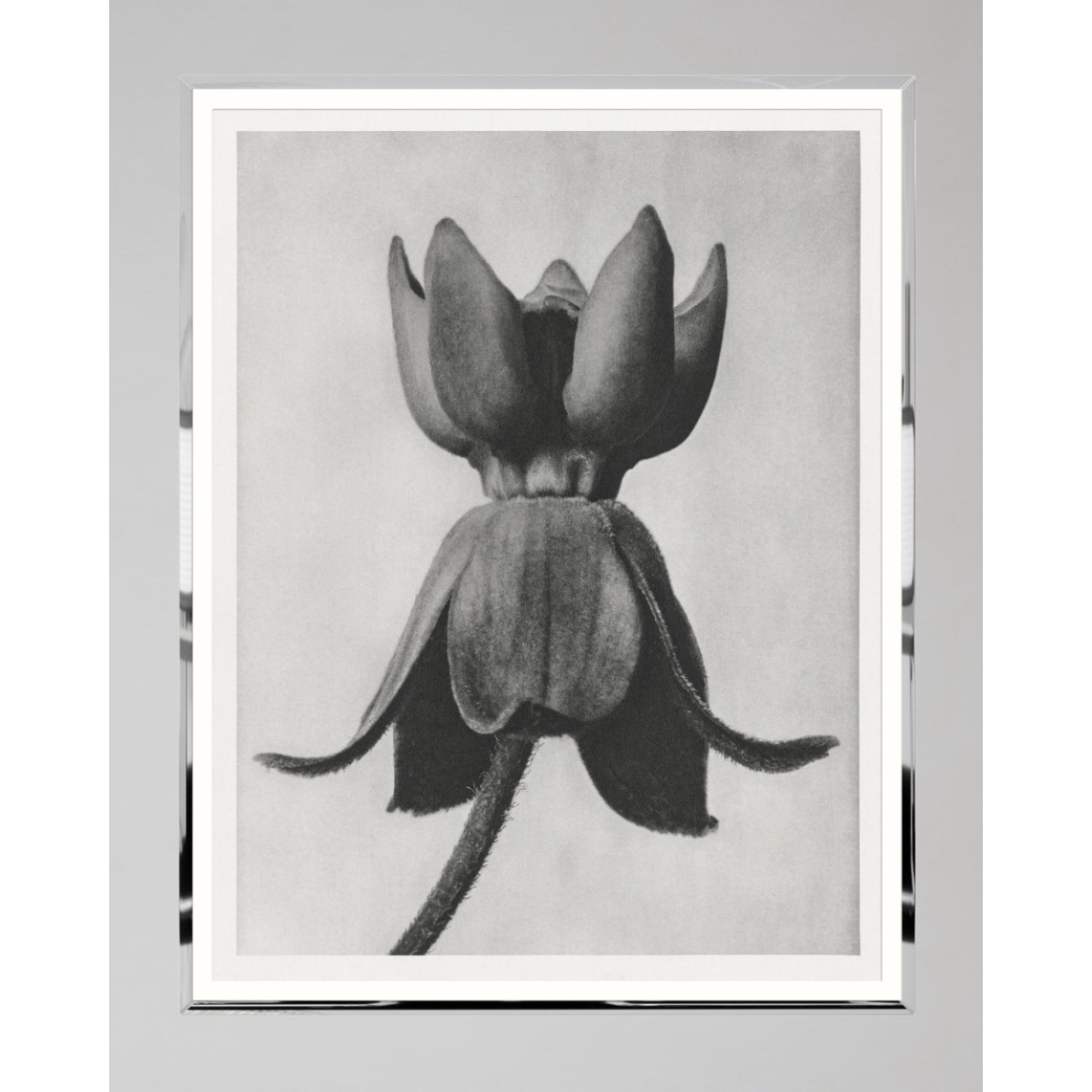 MINDTHEGAP | LA DOLCE VITA | Framed Art | MILKWEED by KARL BLOSSFELD 