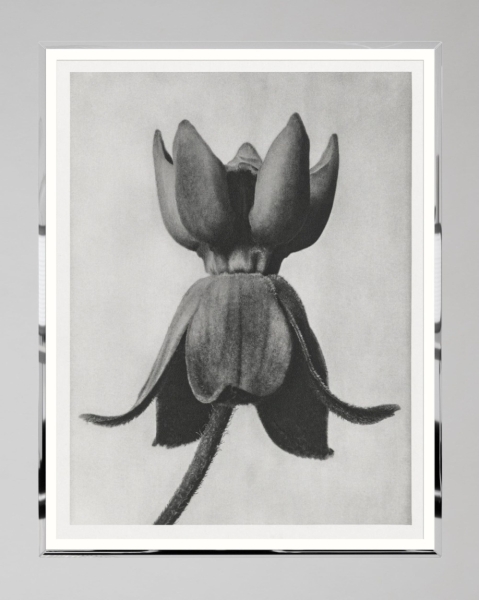 MINDTHEGAP | LA DOLCE VITA | Framed Art | MILKWEED by KARL BLOSSFELD 