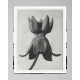 MINDTHEGAP | LA DOLCE VITA | Framed Art | MILKWEED by KARL BLOSSFELD 