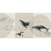 Rimura | Whales