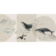 Rimura | Whales