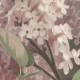 Syringa Flowers