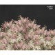 Syringa Flowers