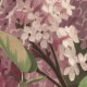 Syringa Flowers