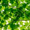 Early Summer