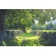 Early Summer