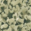 Corals