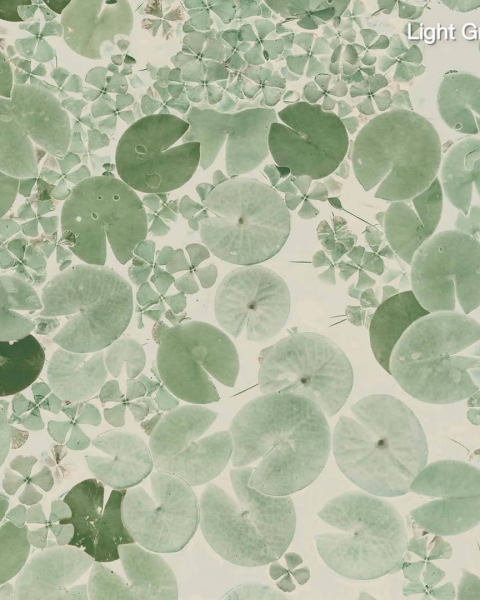 Mystic Water Lilies I