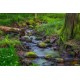 Stream