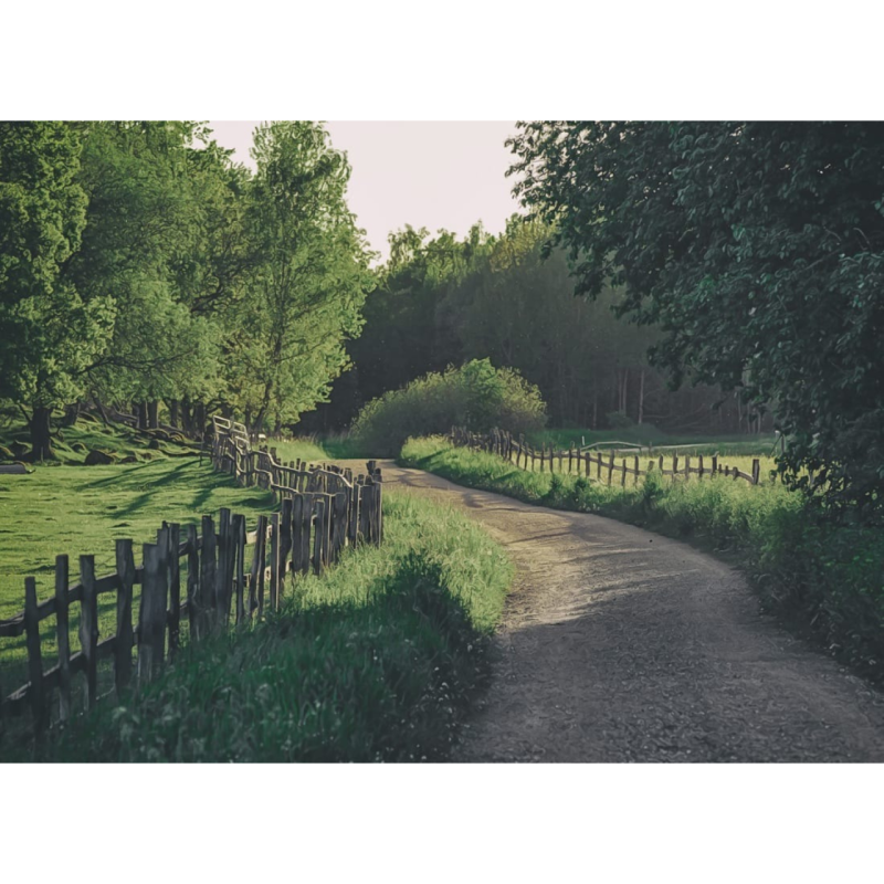 Wooden Fence